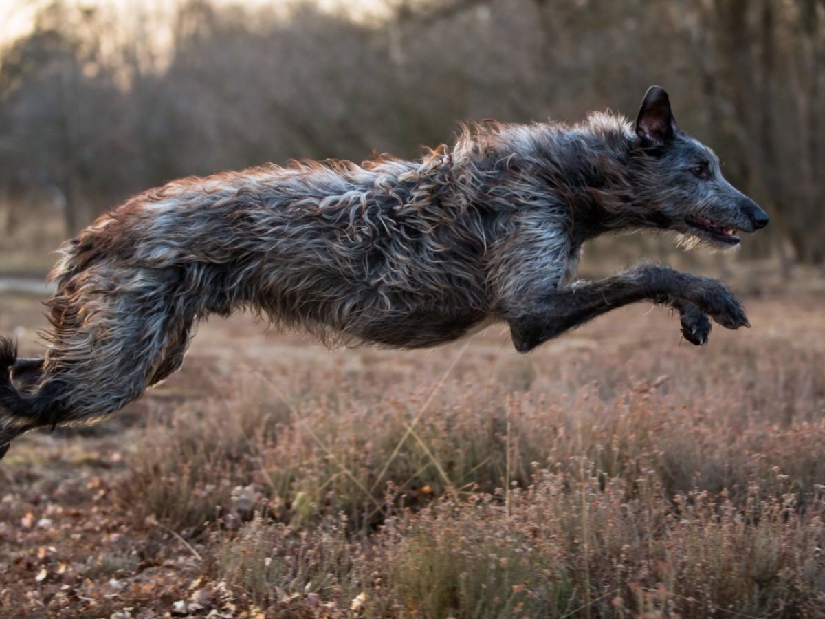 Ирландский волкодав