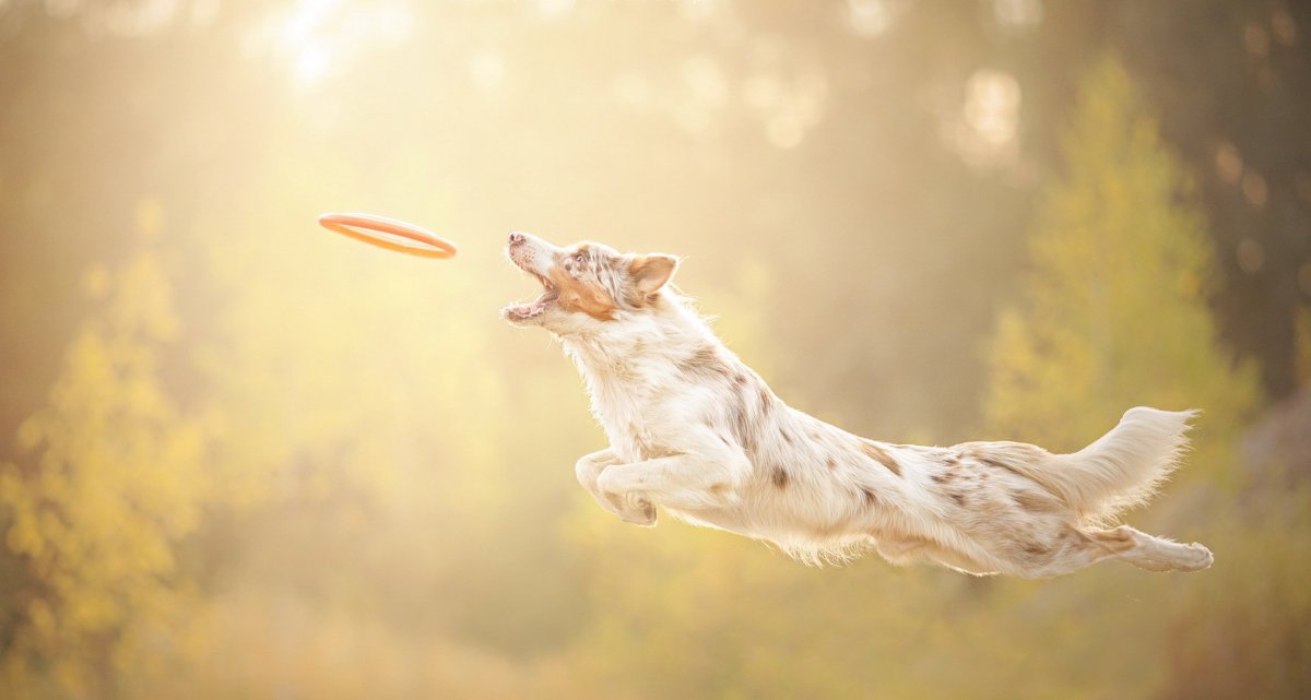 Собака в прыжке