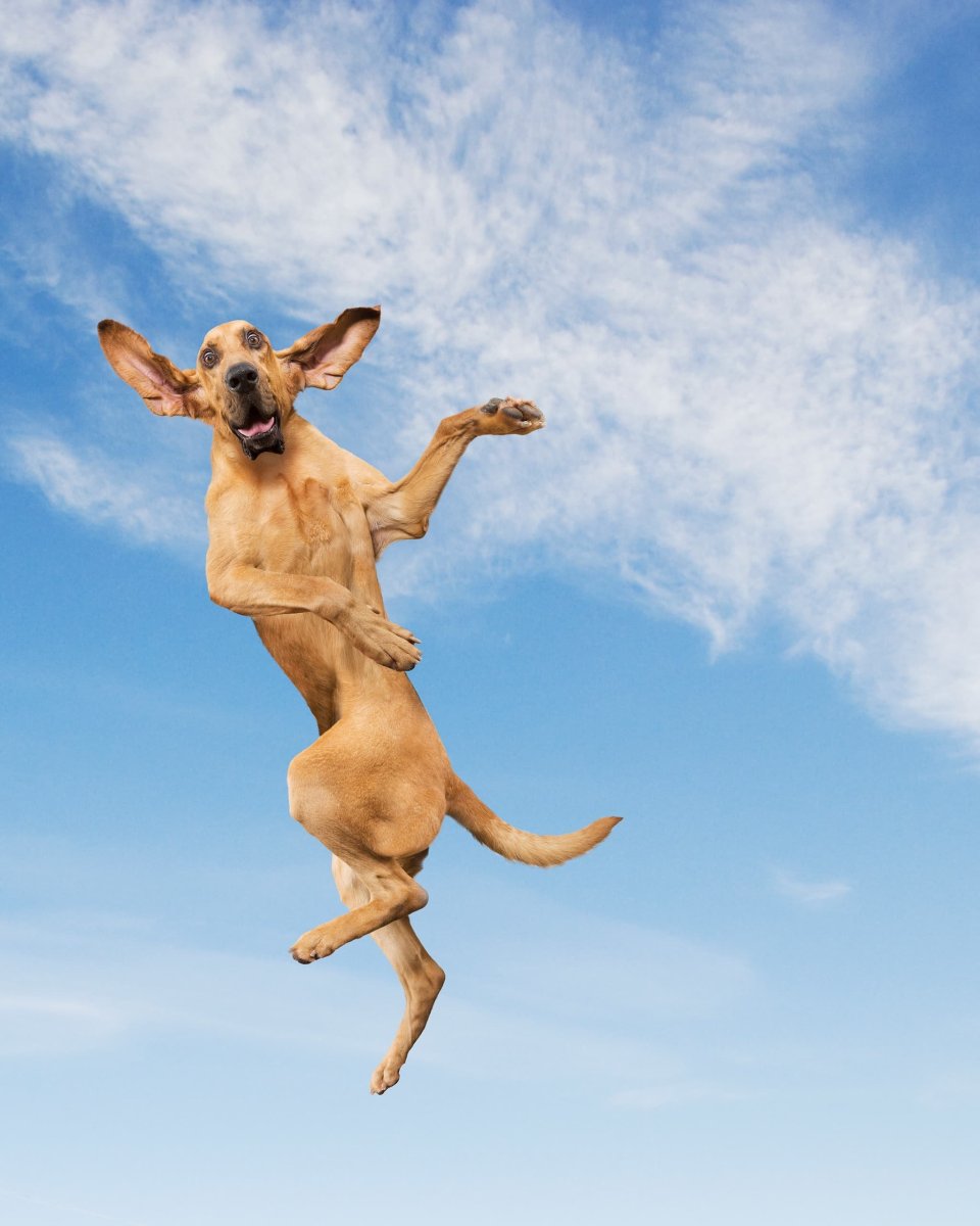 Собака в прыжке фото