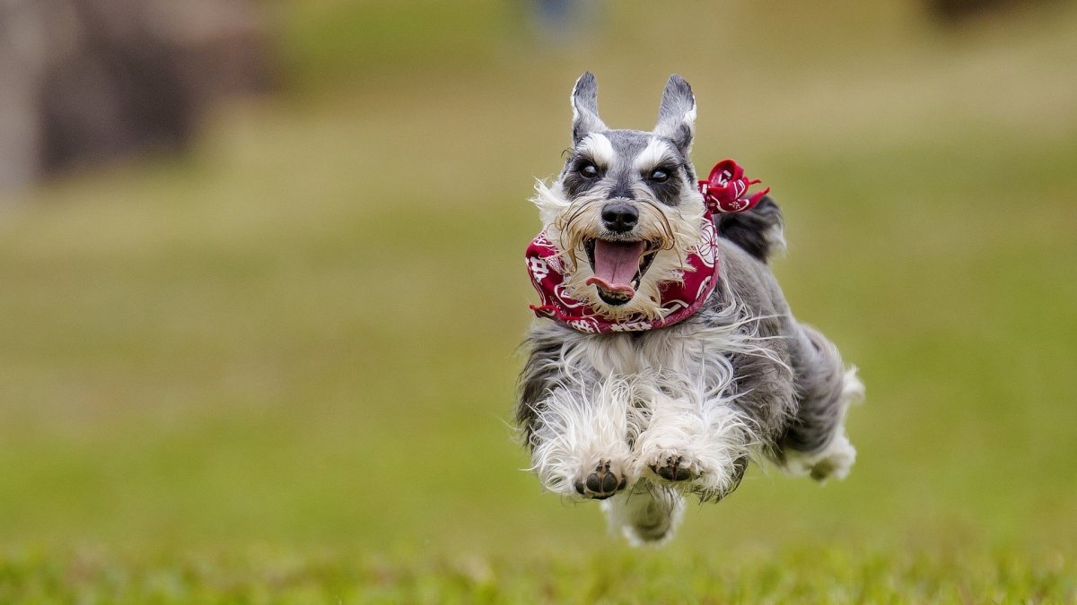 Цвергшнауцер Мерль