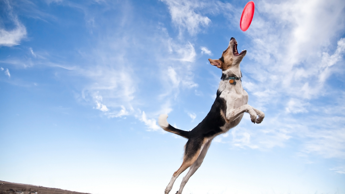 Собака ловит тарелку