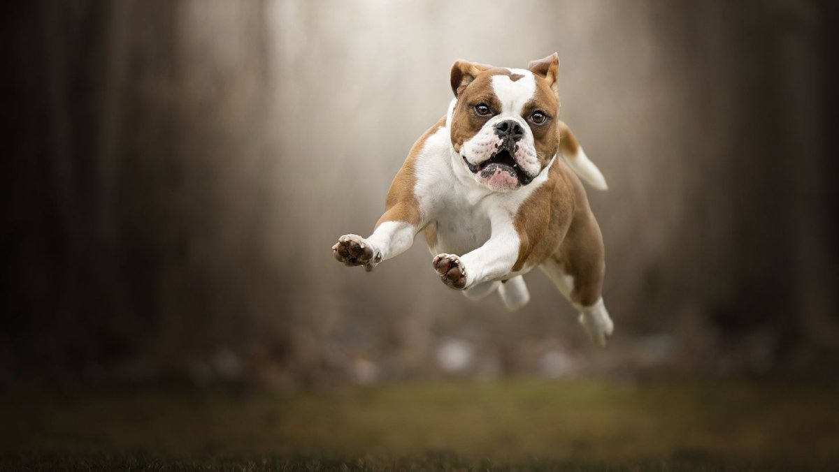 Собака в прыжке
