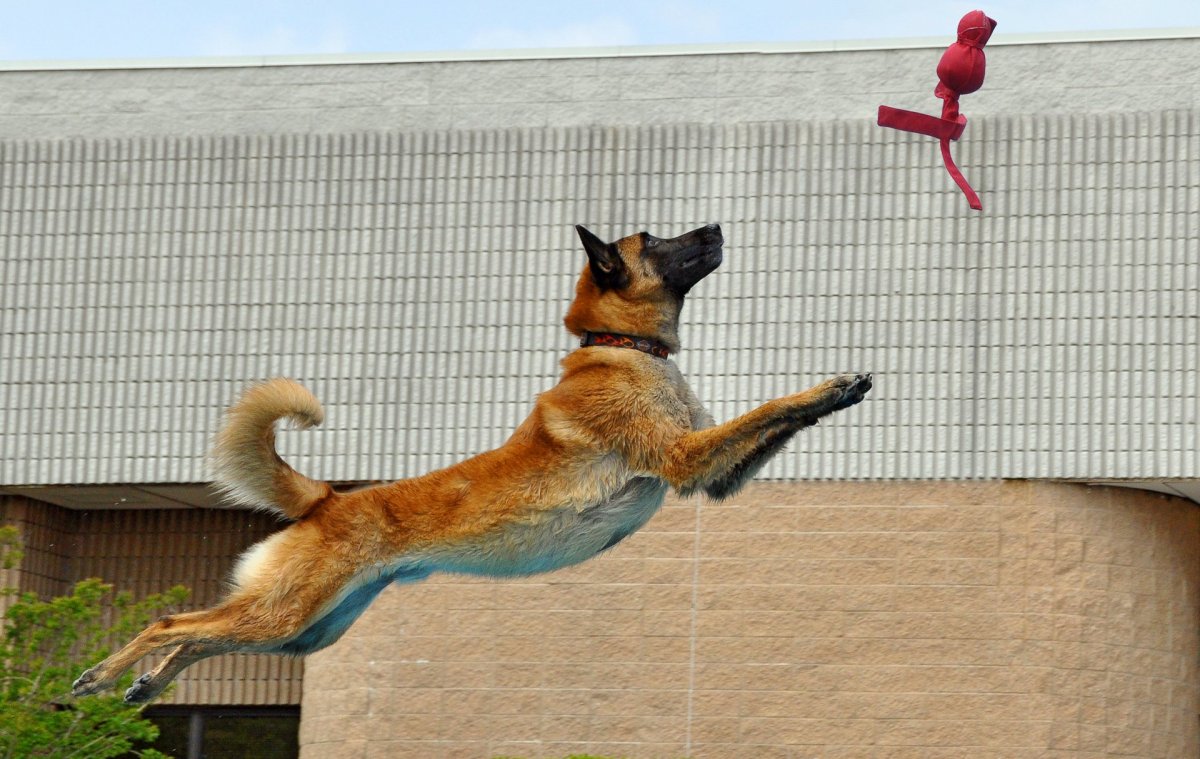 Малинуа в прыжке