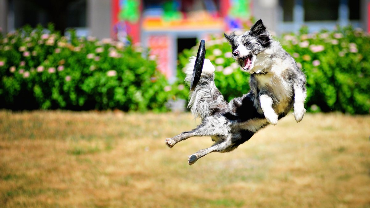 Собака в прыжке