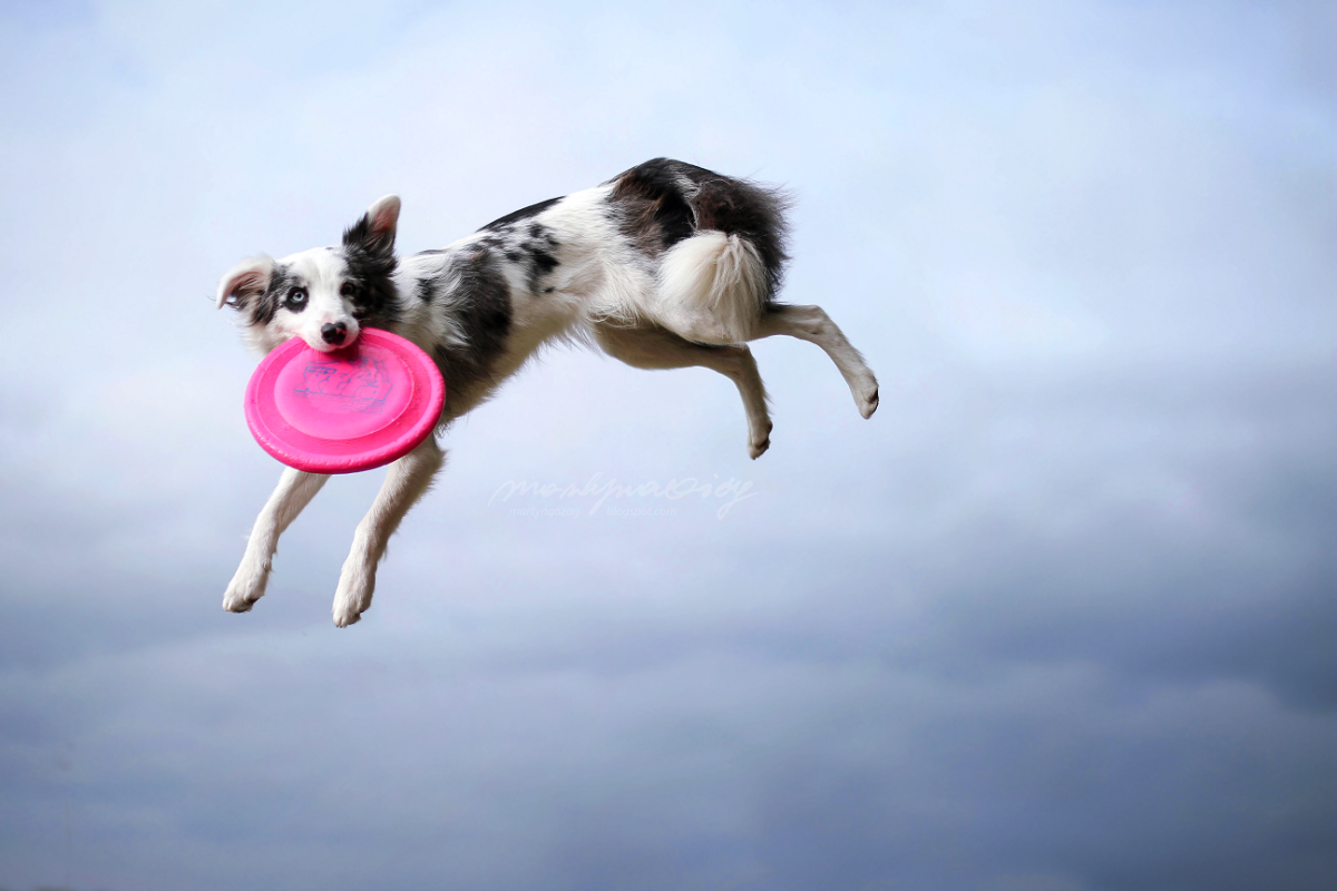 Бордер колли дог фризби