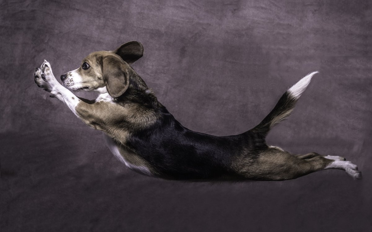 Собака вид сверху