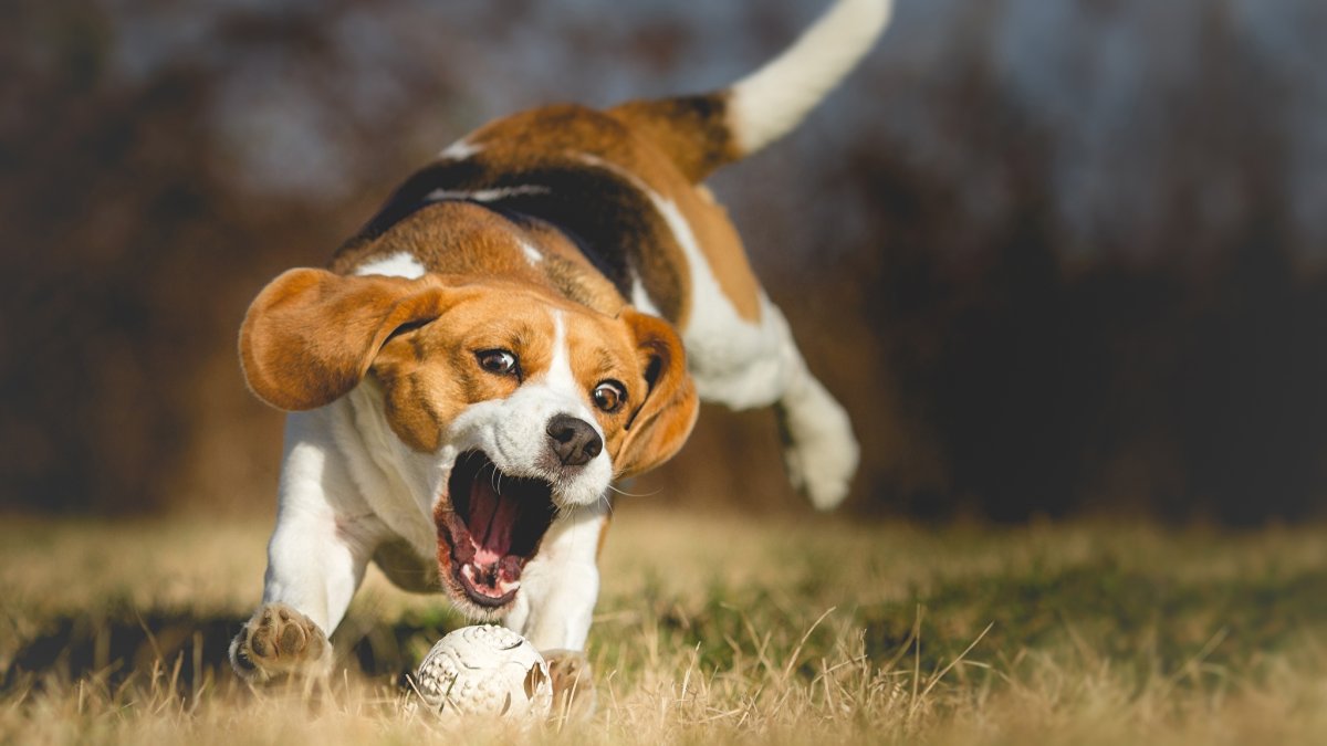 Порода собаки Бигль бежит