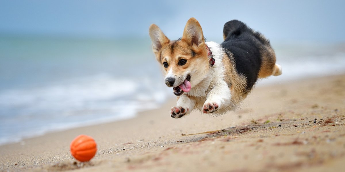 Вельш корги пемброк аджилити