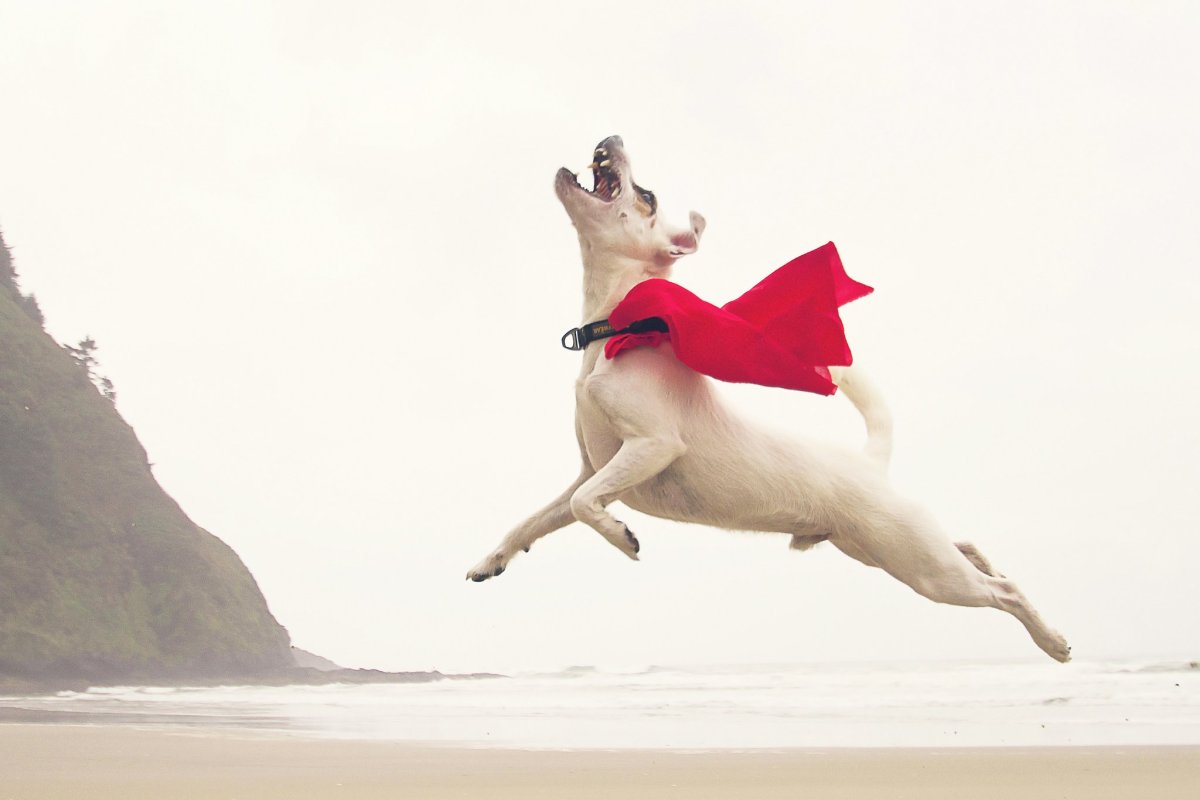 Собака в прыжке