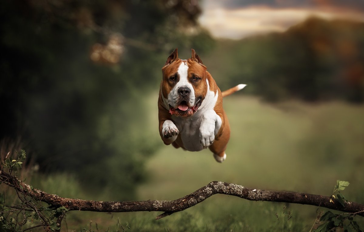 1920 1080 Обои на рабочий стол животные