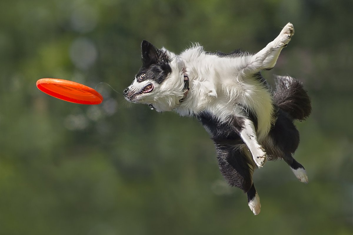 Бордер колли в прыжке