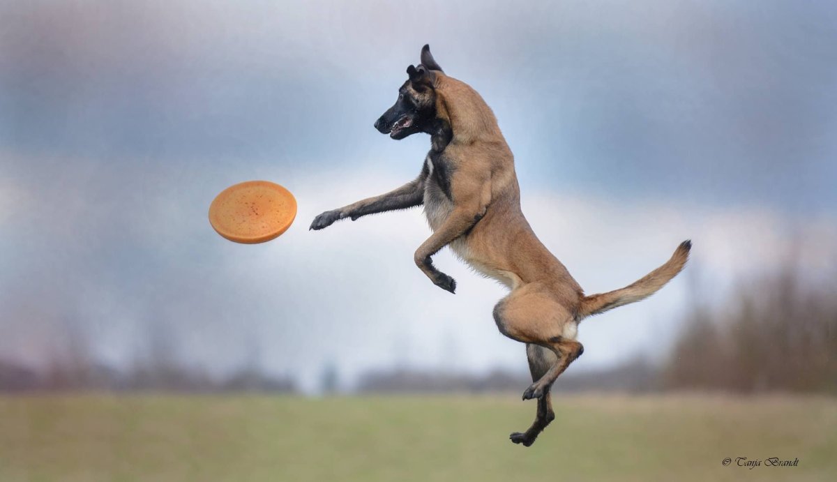 Флайбол малинуа