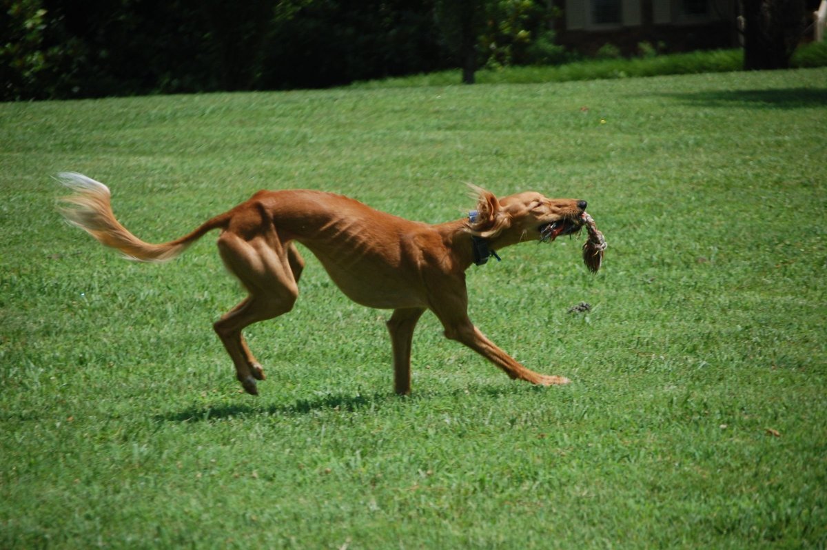 Салюки бежит