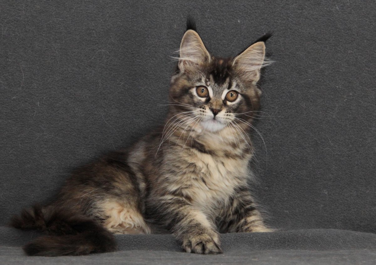 Тиккированный Мейн кун