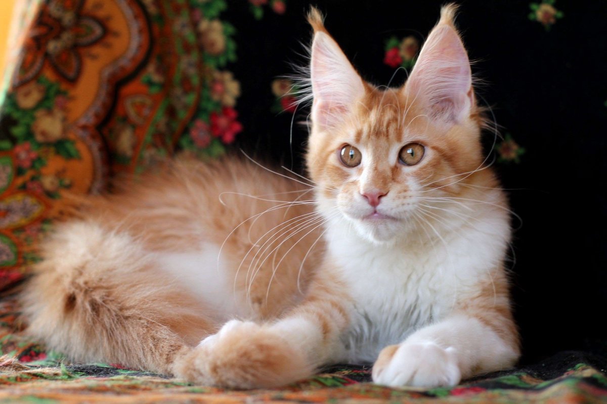 Черный тикированный Мейн кун