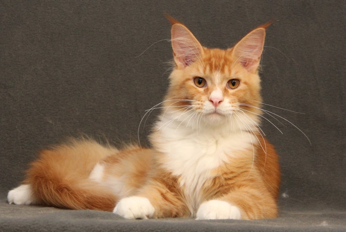 Мейн кун черный табби