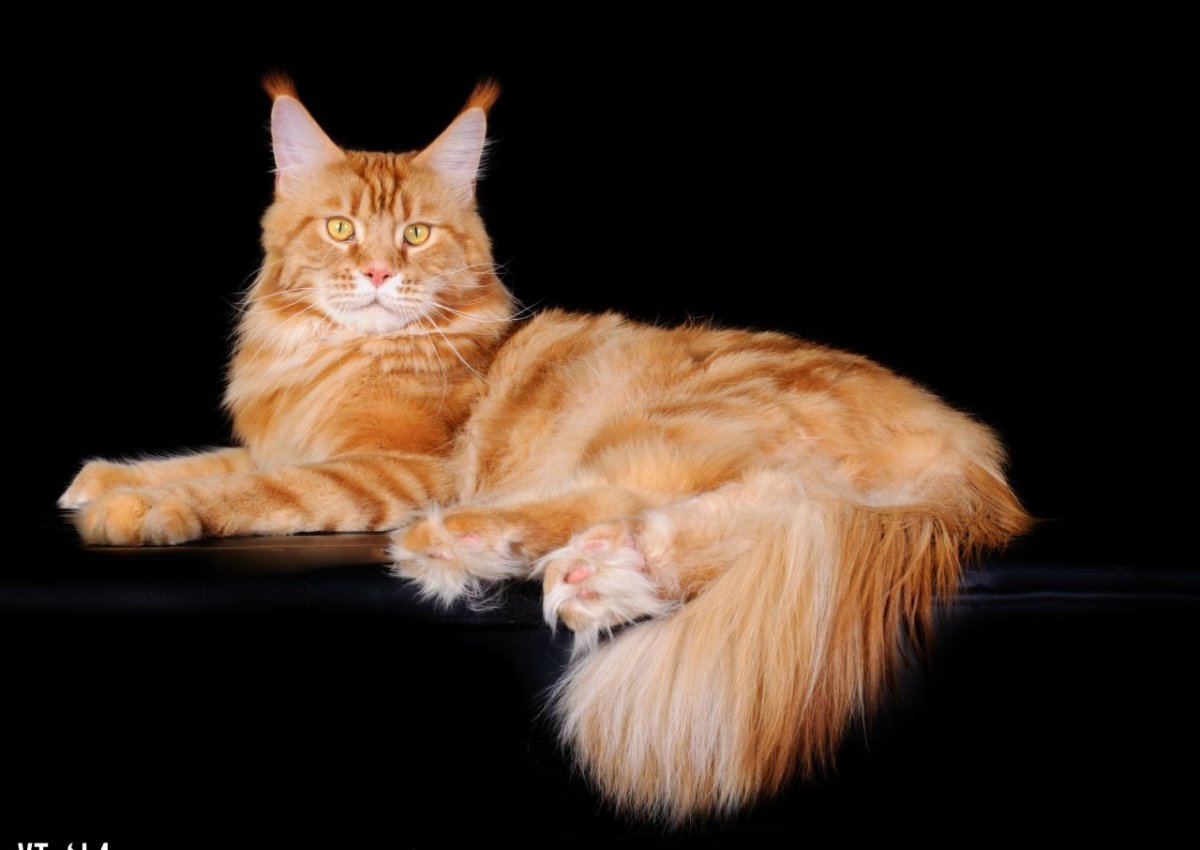 Кошка Мейн кун