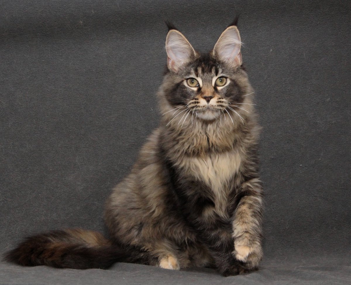 Золото Клубная ny25 кошка