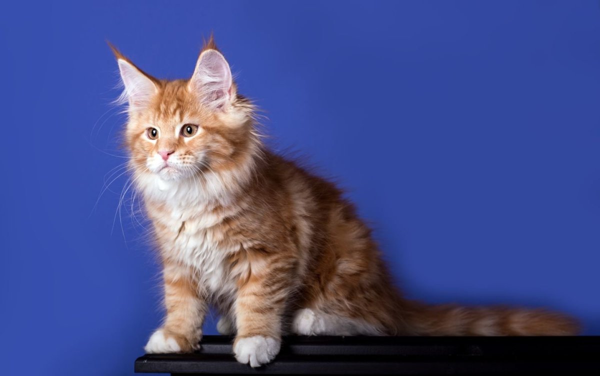 Мейн кун рыжий