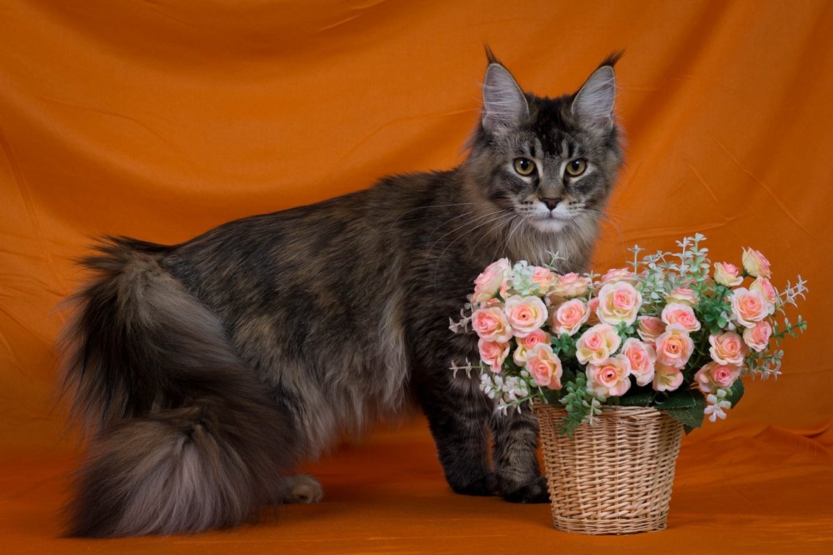 Рыжий тикированный Мейн кун