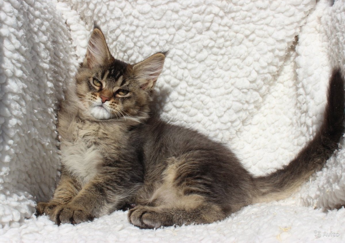 Тикированная черепаха Мейн кун