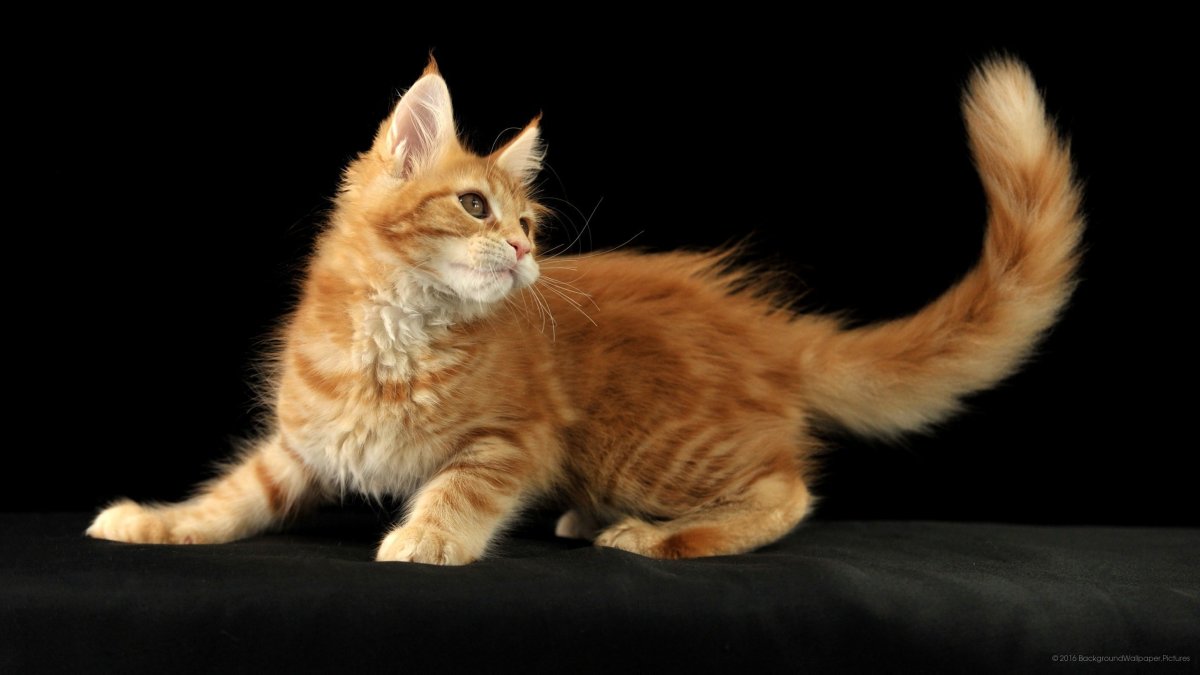 Мейн кун удивлен