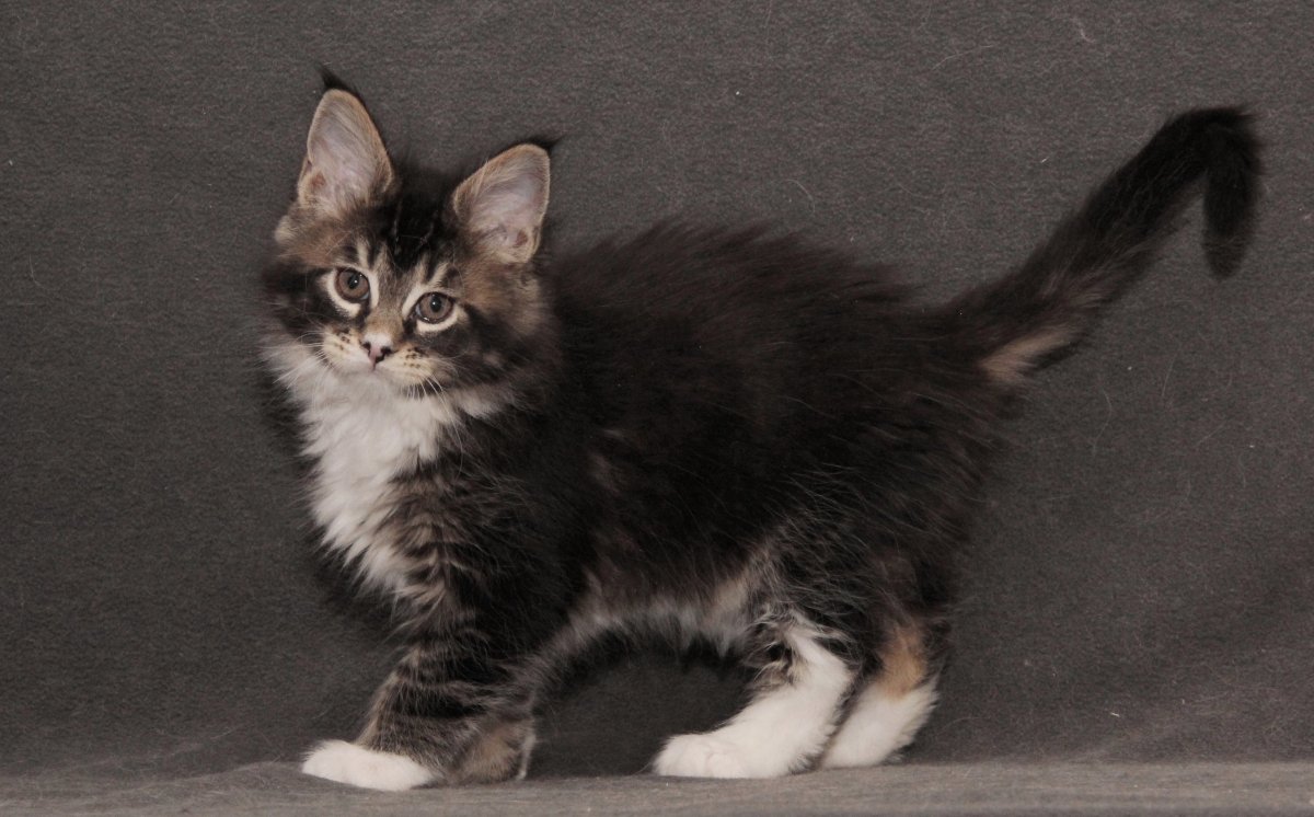 Мейн кун голубой тиккированный