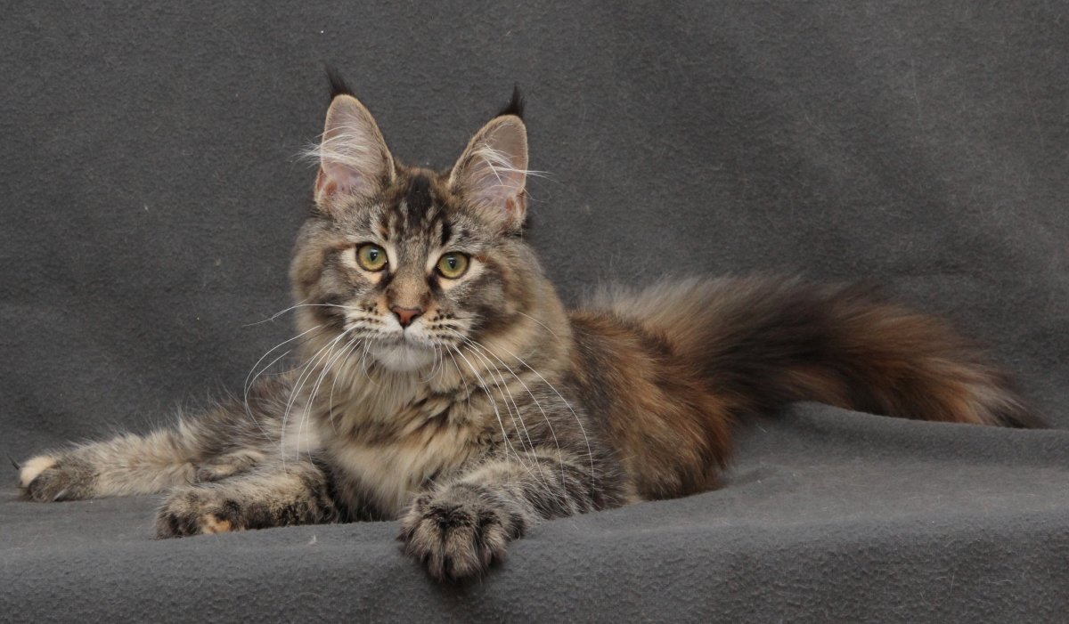 Мейн кун персиковый