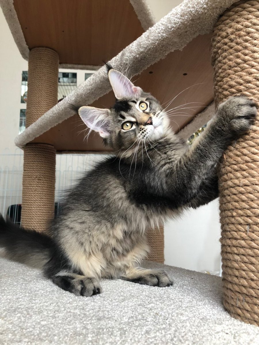 Тикированный окрас у Мейн кунов