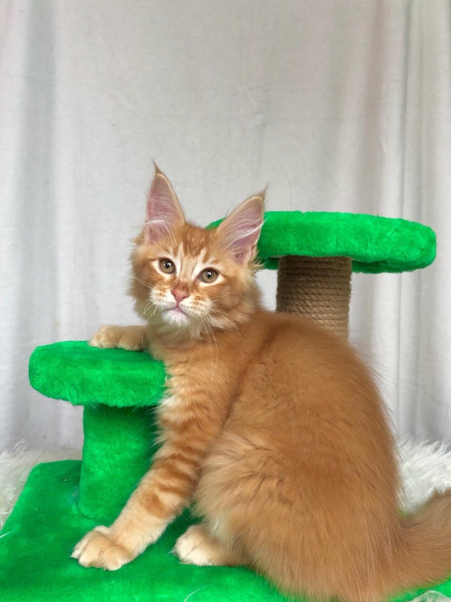 Тикированный бенгал