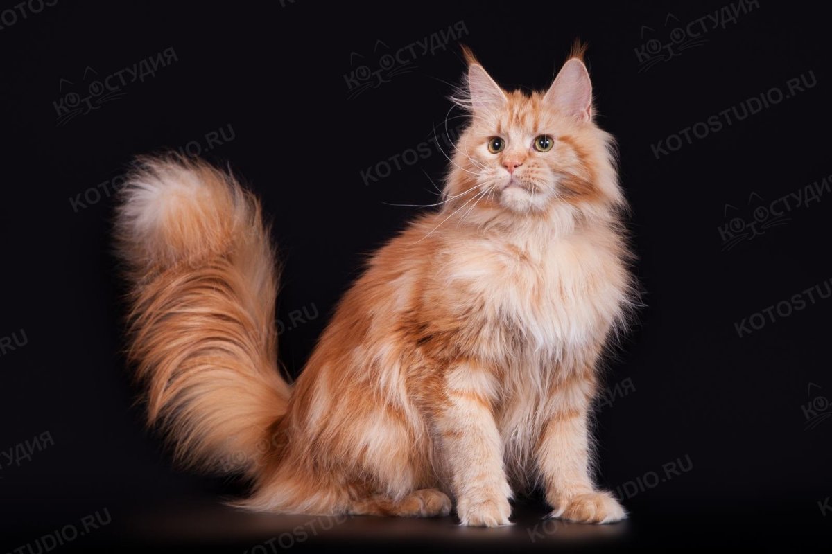 Мейн кун циннамон