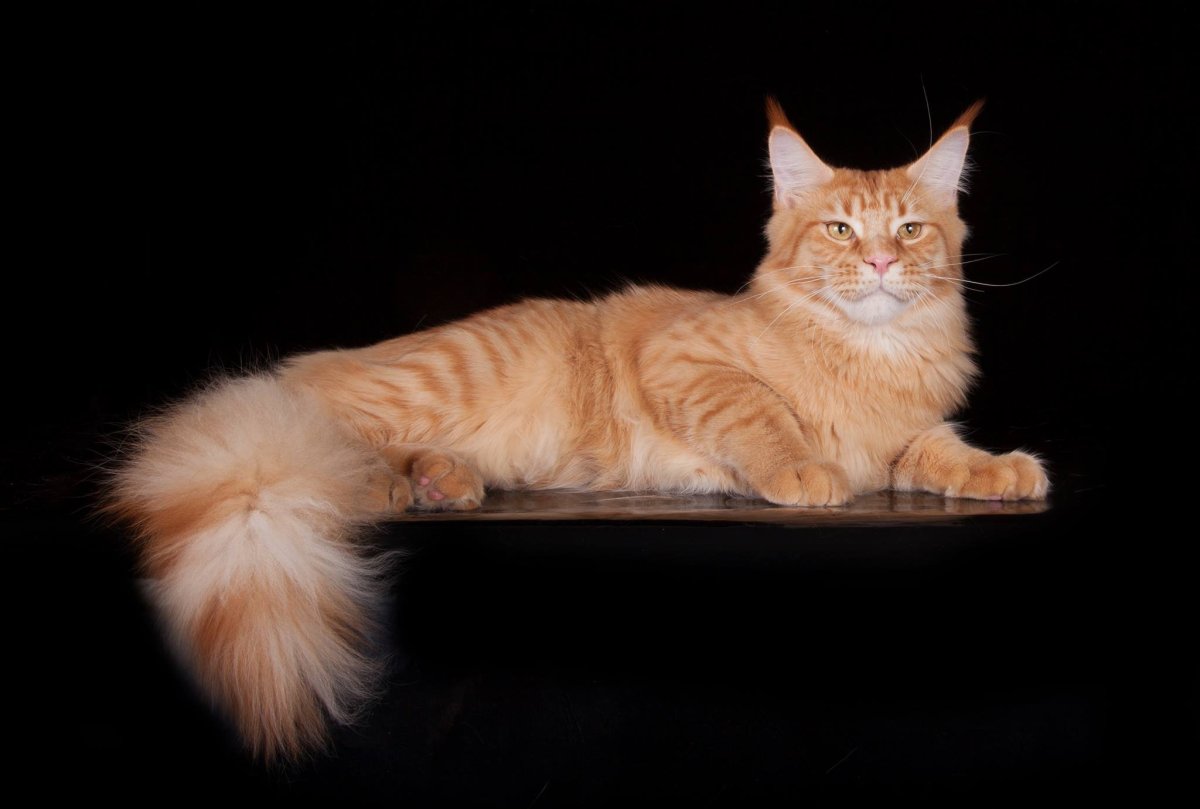 Кошка Мейн кун