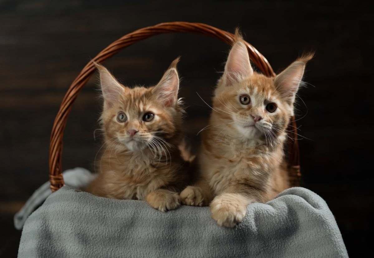 Мейн кун красный мрамор