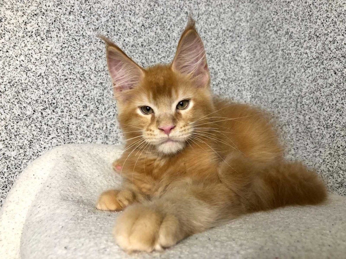 Мейн кун черный тигровый