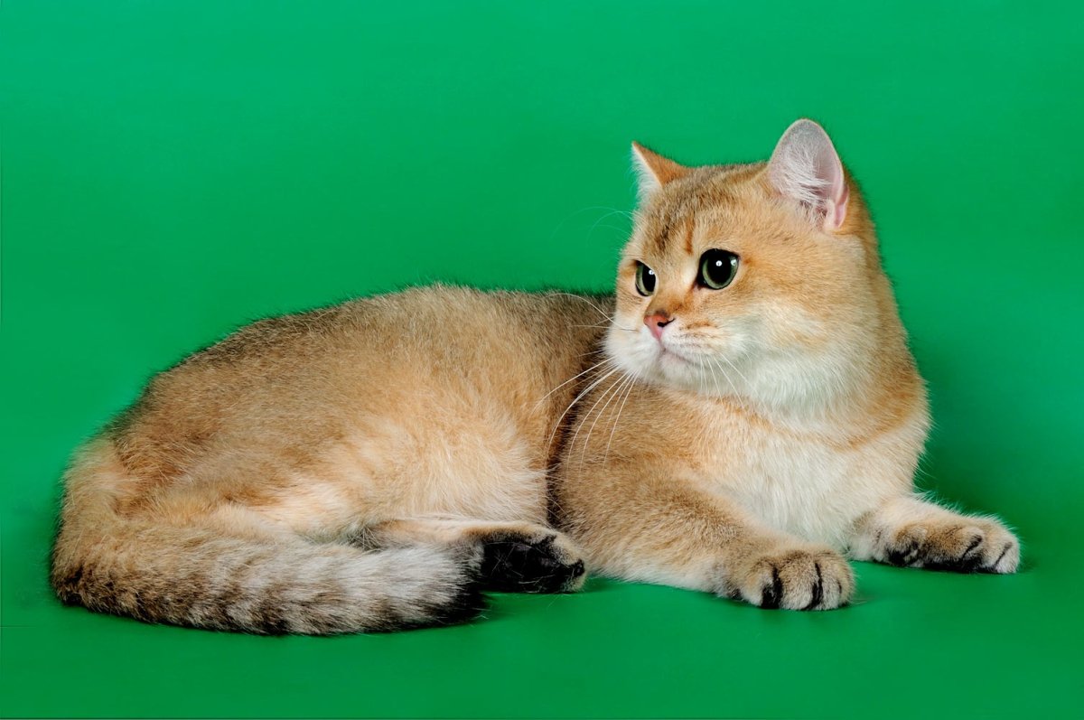 Мейн кун рекс