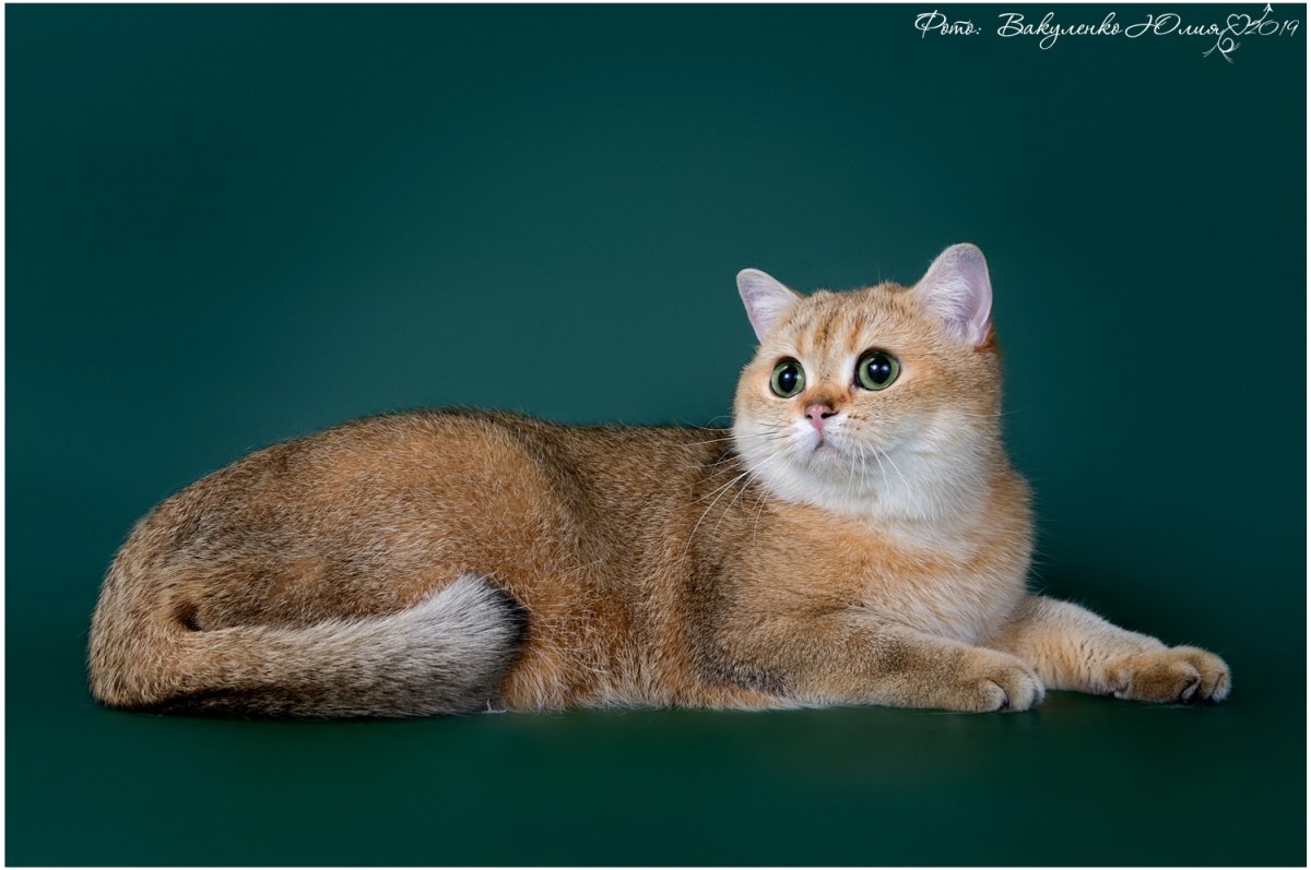 Кот большой