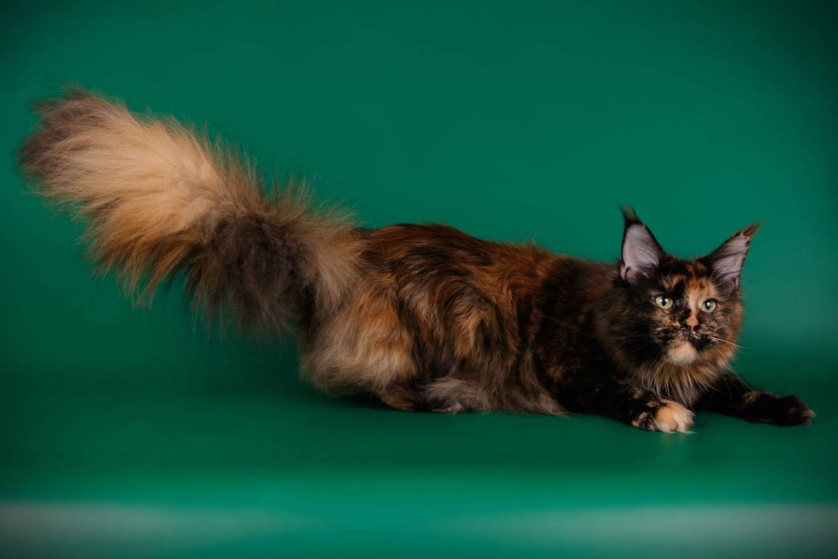 Кот Мейн кун