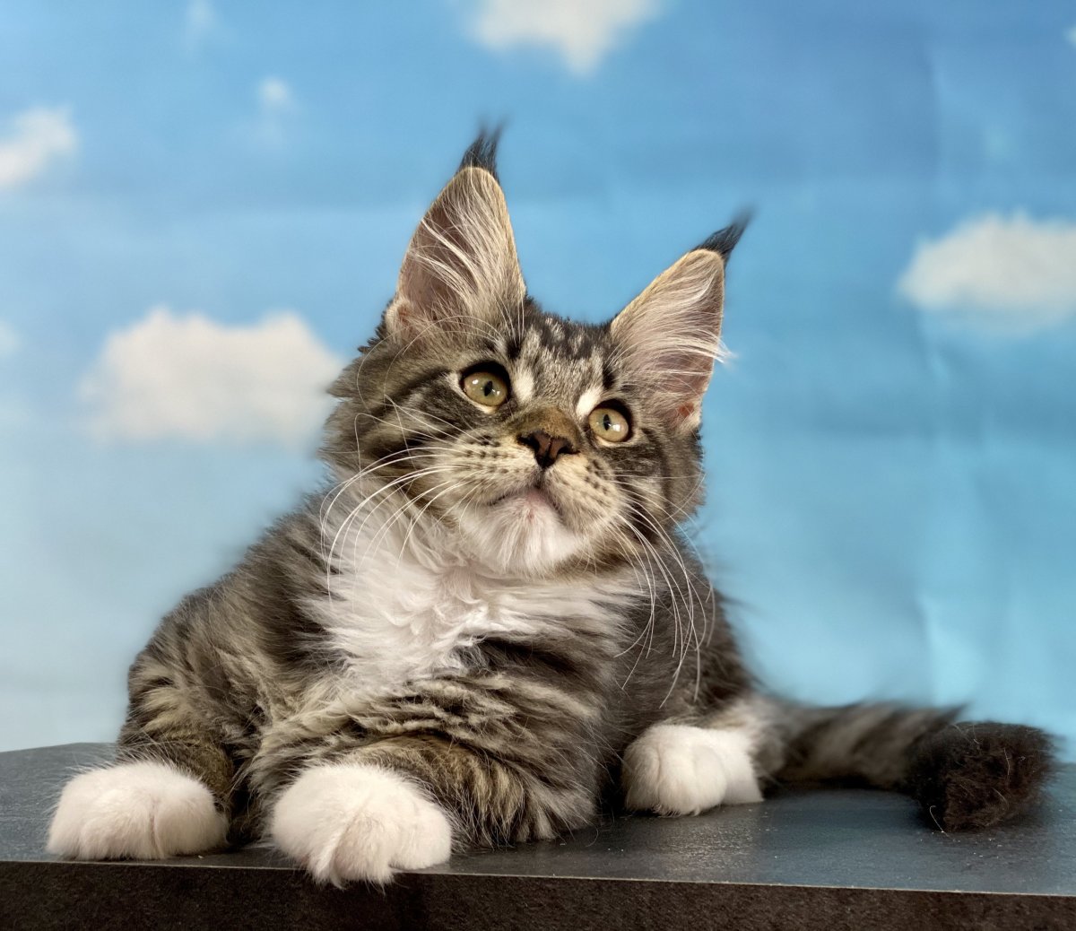 Мейн кун черный черепаховый