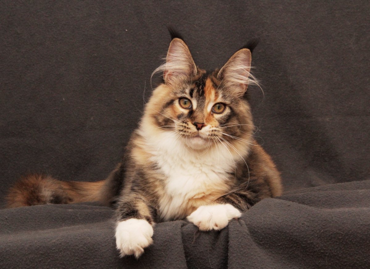 Черный тикированный Мейн кун