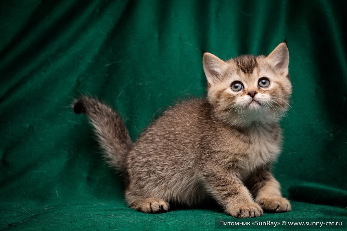 Черный тикированный Мейн кун