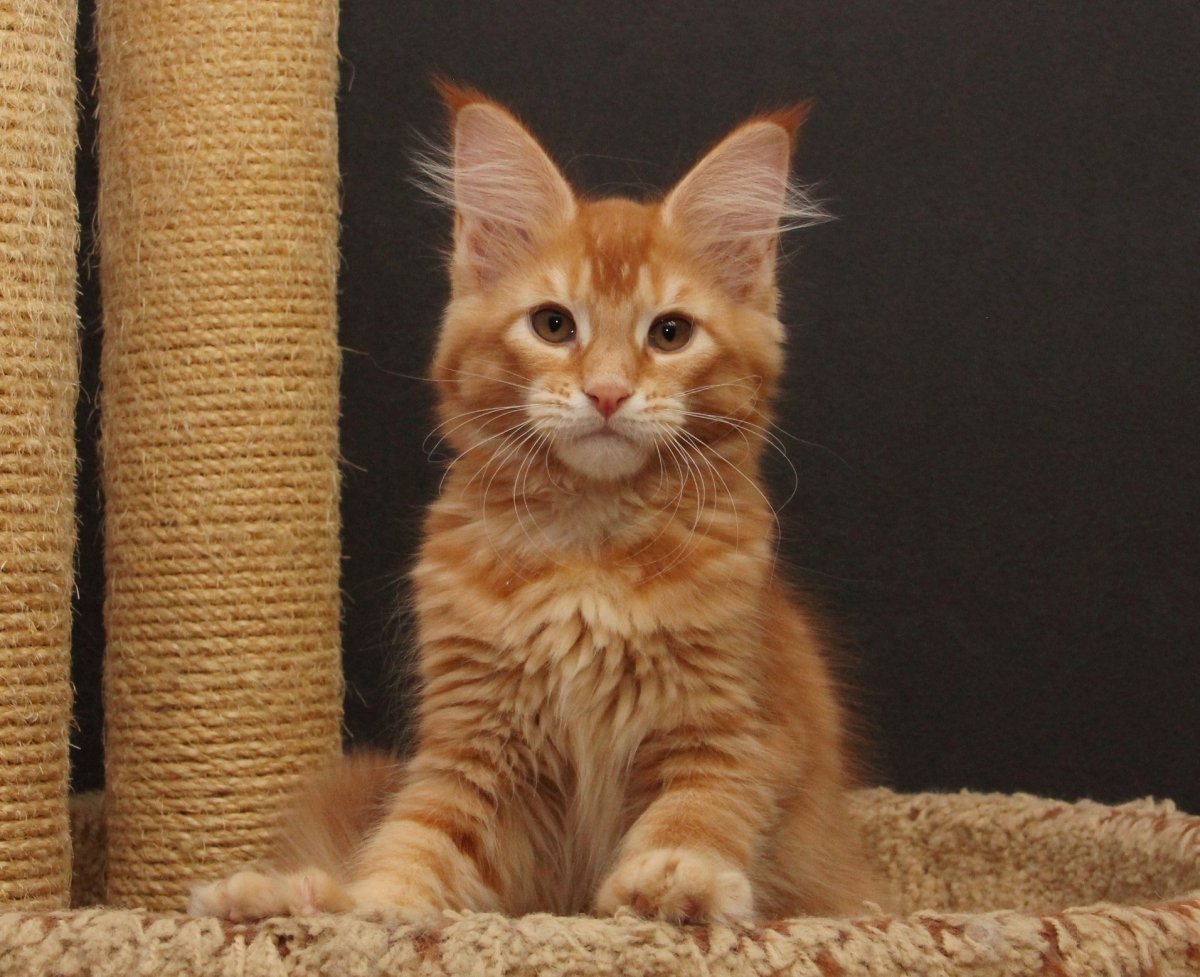 Мейн кун референсы