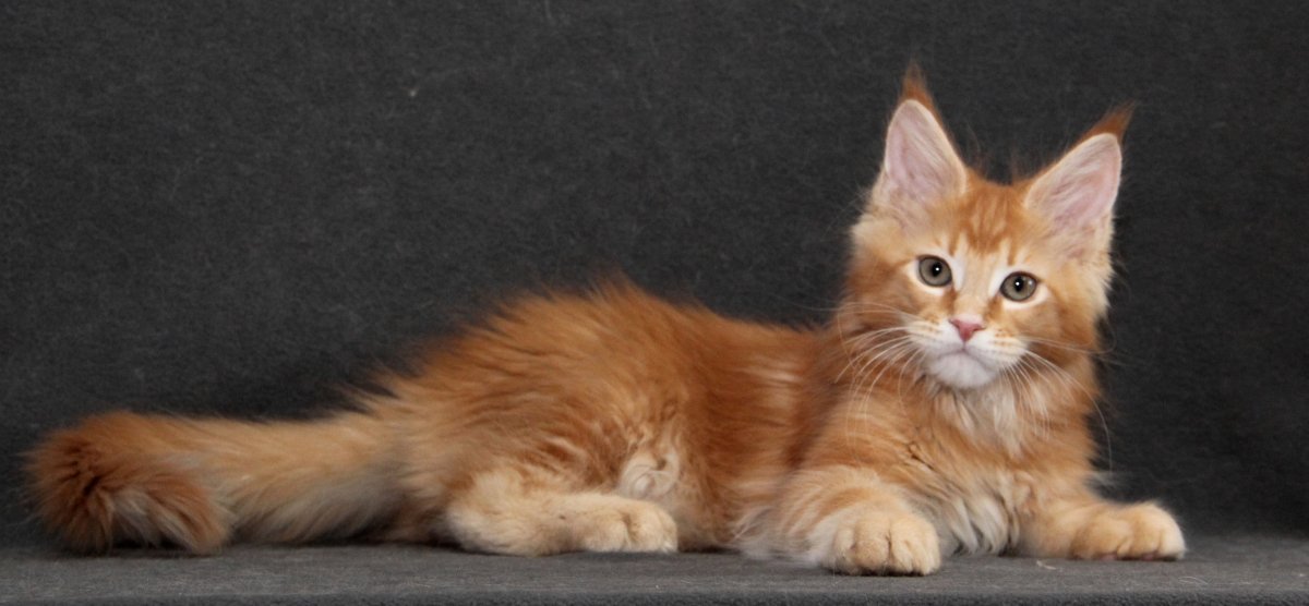 Голубокремовая черепаха Мейн кун