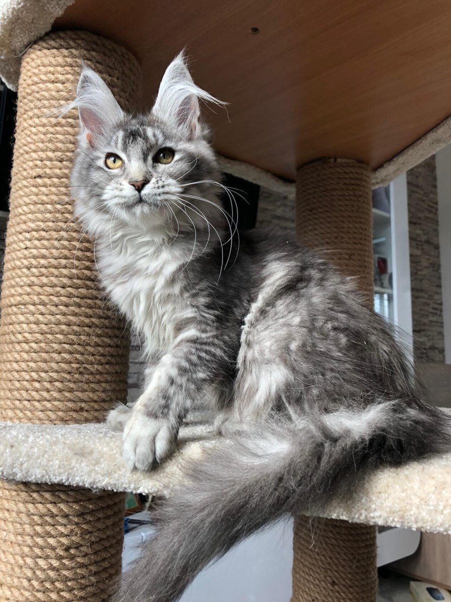 Золотая тикированная шиншилла