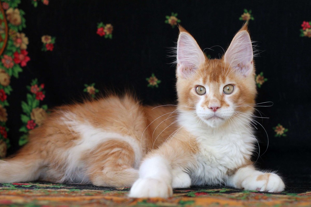 Красный серебристый тикированный