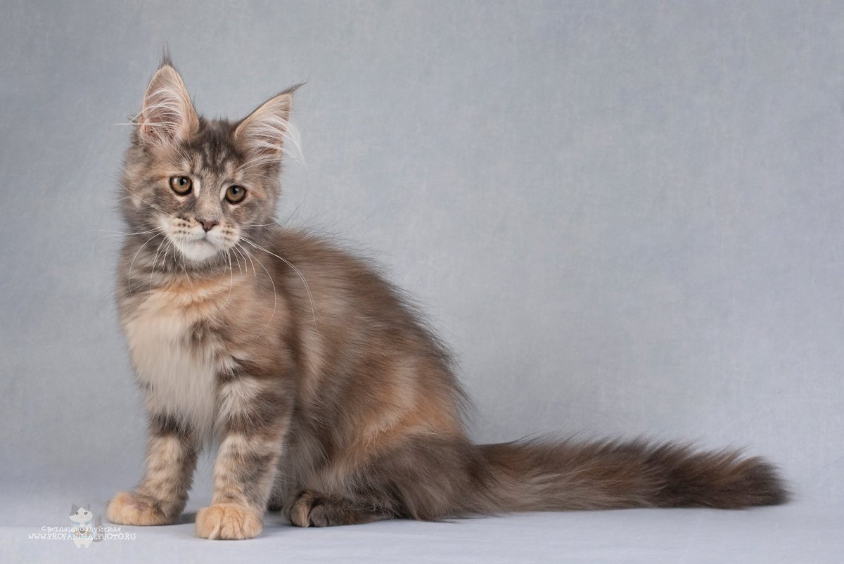 Красный тикированный Мейн кун