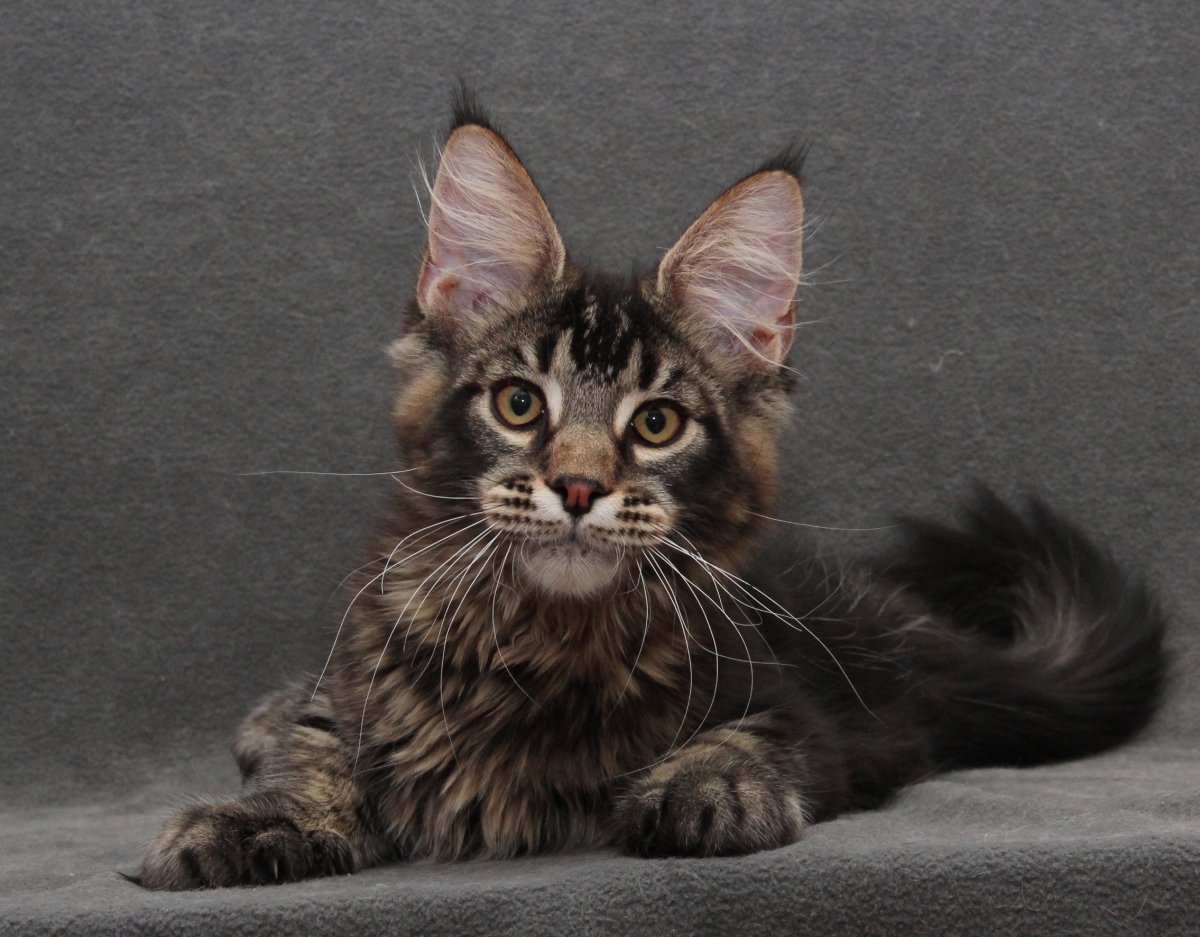 Черный тикированный Мейн кун