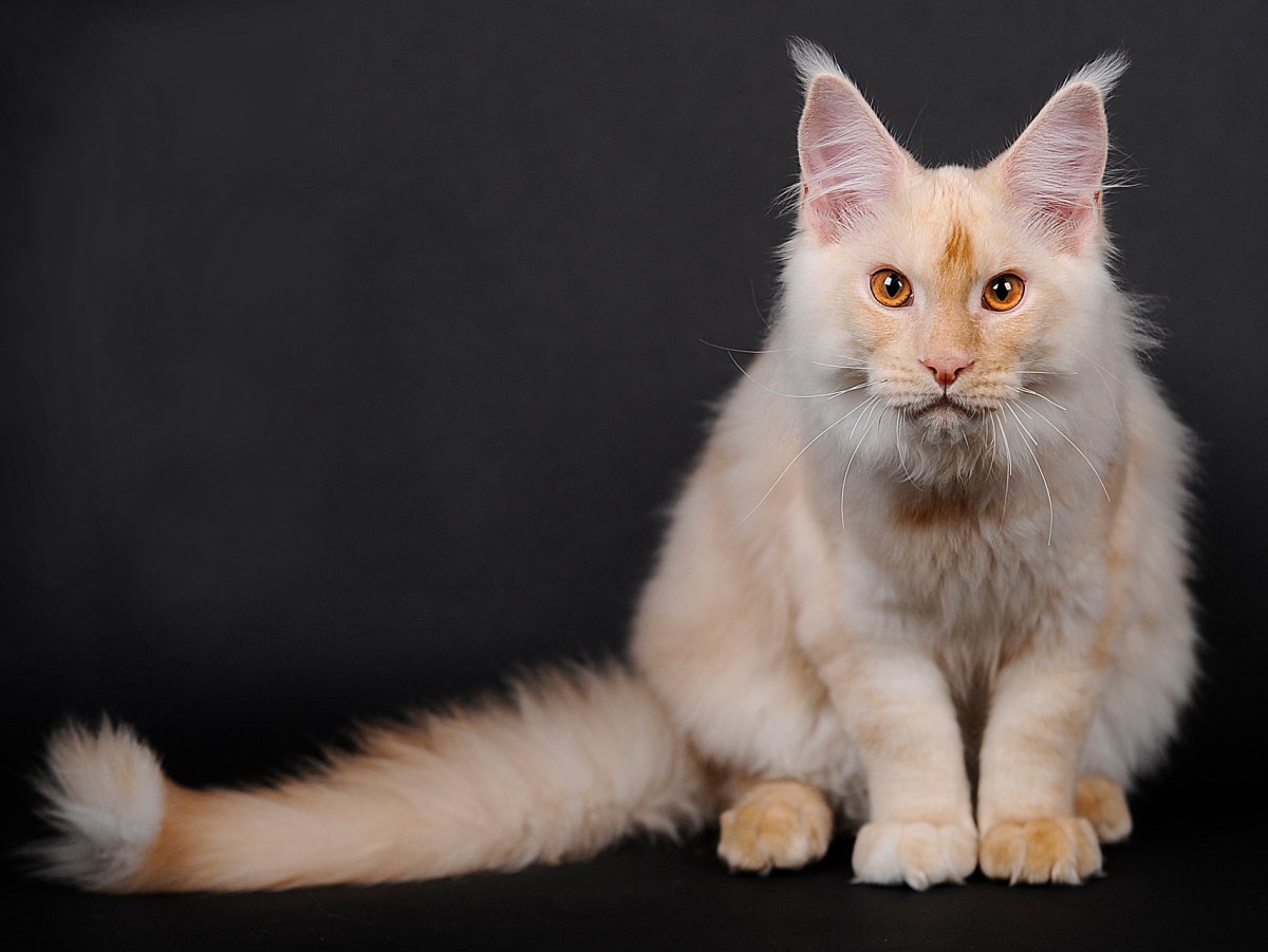 Мейн кун окрасы