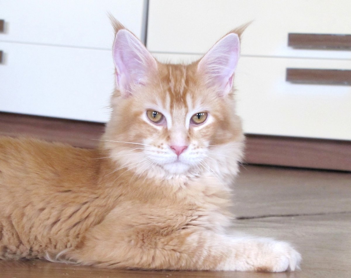 Такуру питомник Мейн кун