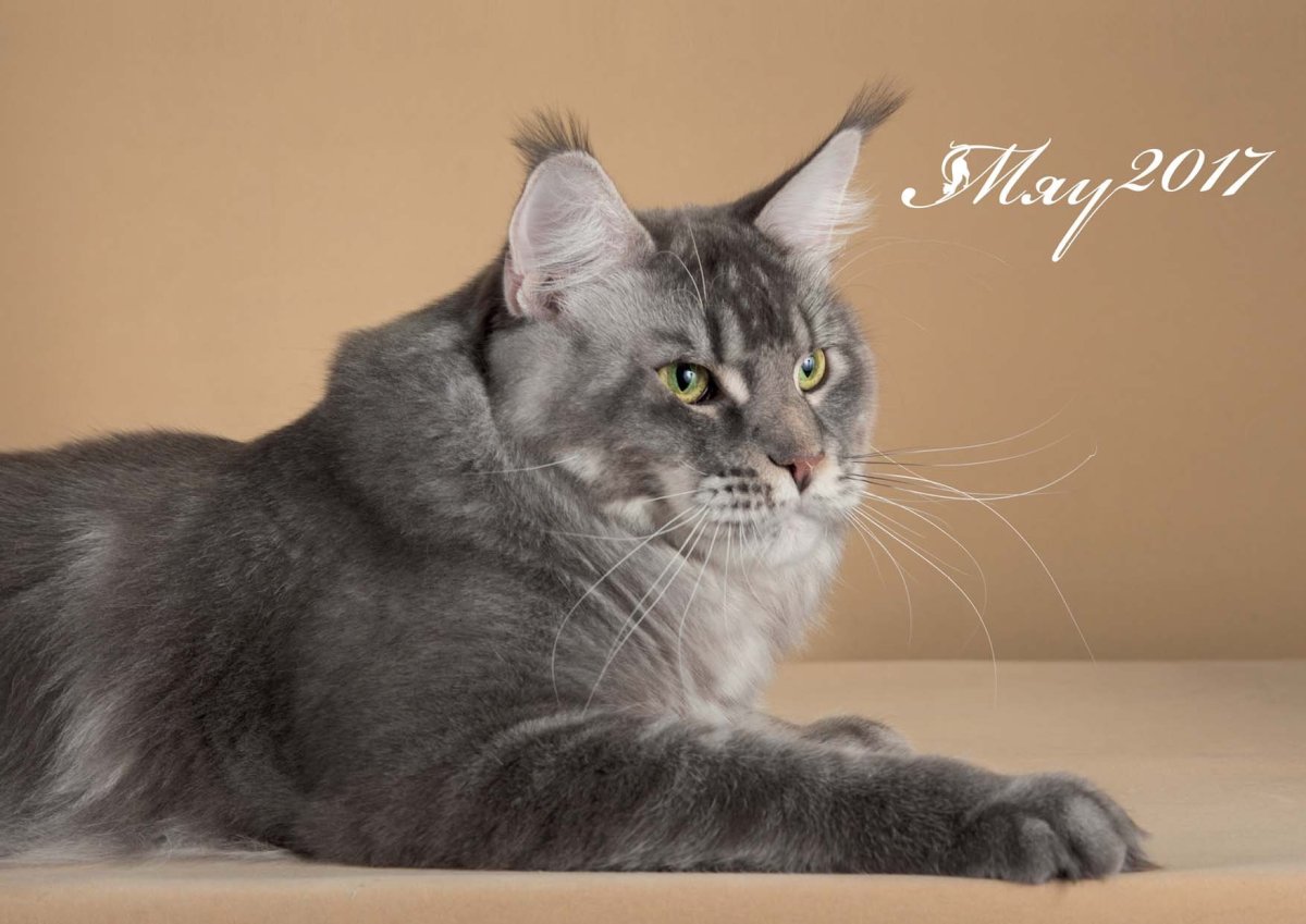 Черный тикированный Мейн кун