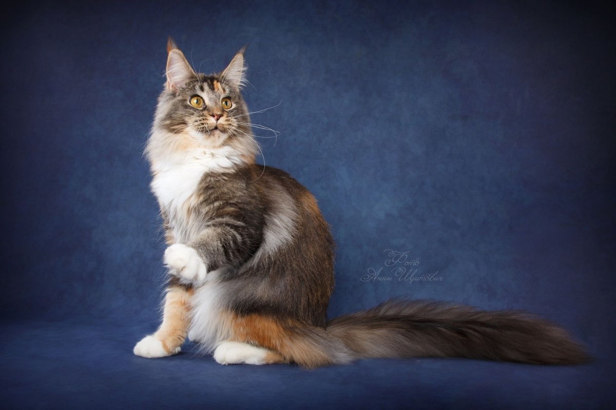 Мейн куны красный Солид